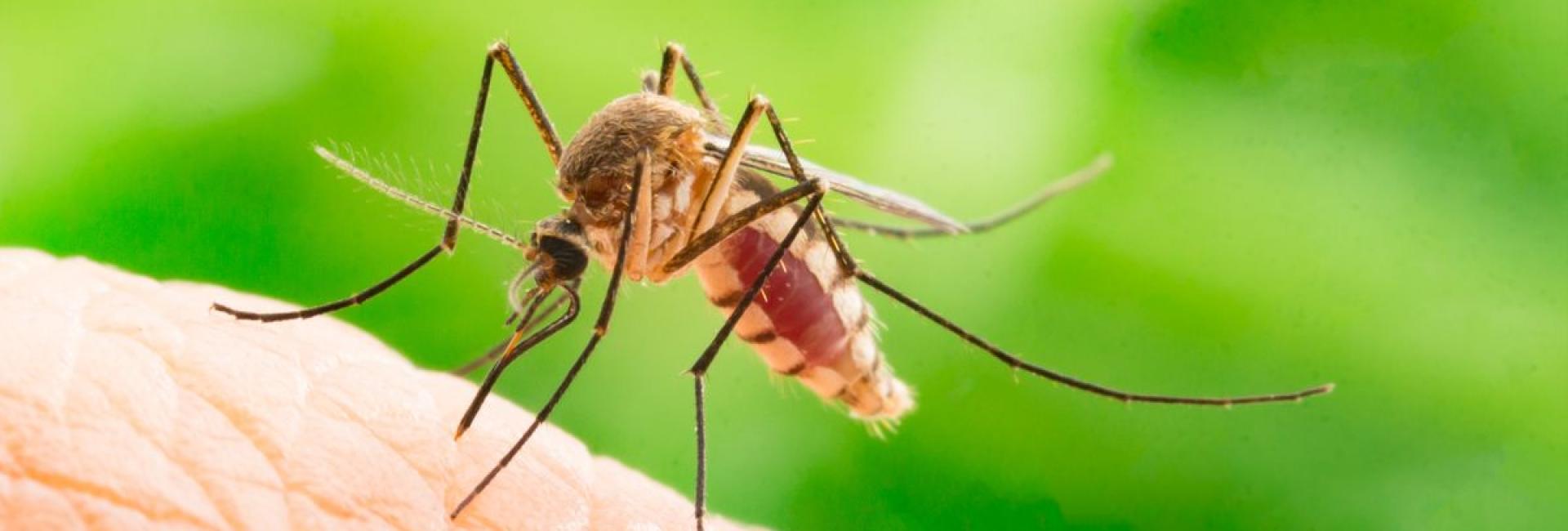 Lotta alle zanzare: i consigli per contenere la diffusione e prevenire le infezioni